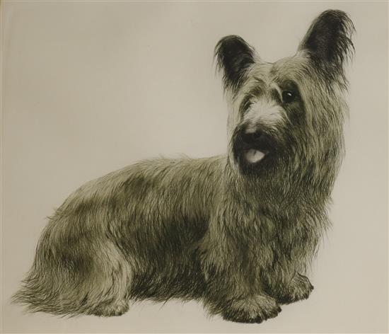 Kurt Meyer-Eberhardt, etching, Skye terrier, signed in pencil 27 x 32cm.